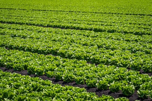 Foto profissional grátis de abundância, agricultura, área