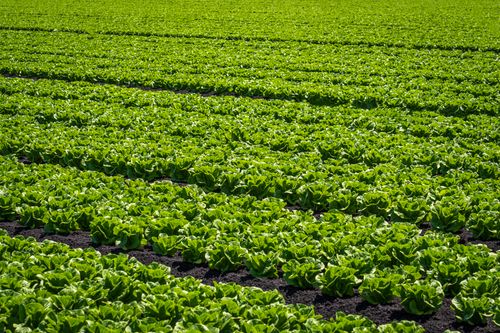 Free Expansive field of fresh green cabbage plants thriving under clear skies. Stock Photo
