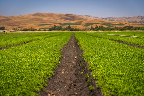 Imagine de stoc gratuită din agricultură, câmp, fermă