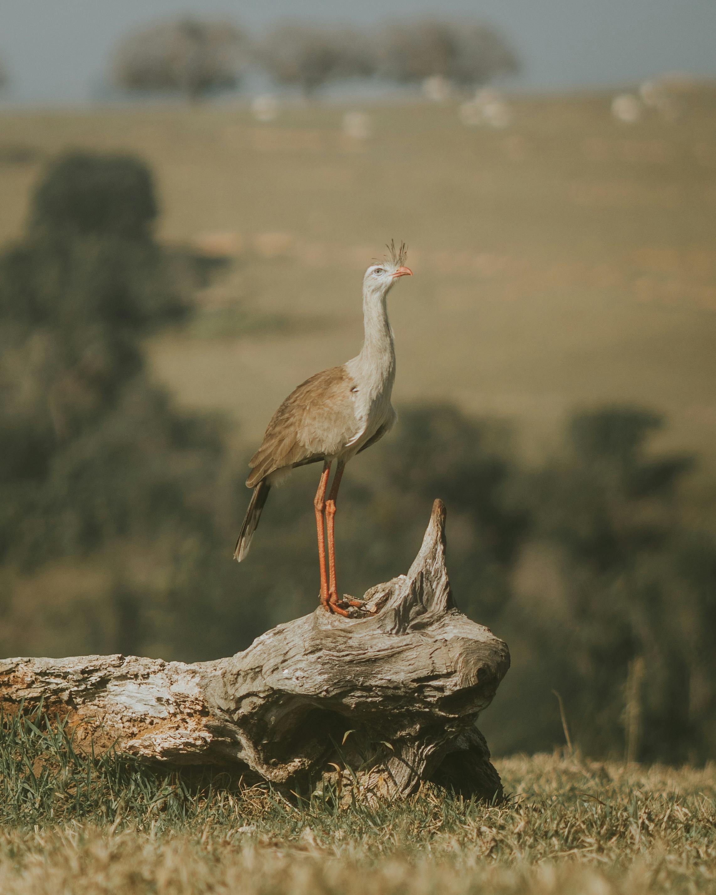 Bird Watching Past Times