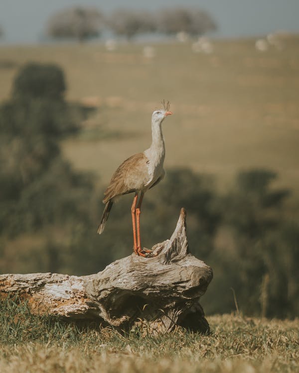 Foto d'estoc gratuïta de au, fons de pantalla per al mòbil, fotografia d'animals