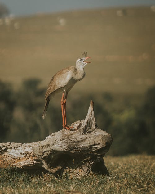 Foto d'estoc gratuïta de au, fons de pantalla per al mòbil, fotografia d'animals