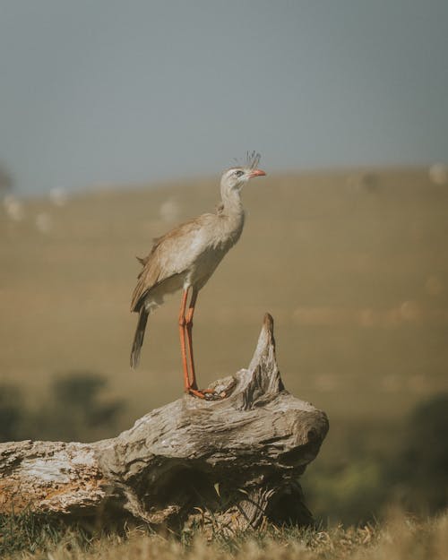 Foto d'estoc gratuïta de fons de pantalla per al mòbil, fotografia d'animals, fotografia de la vida salvatge