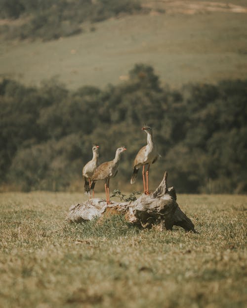 Red-legged Seriema Birds in Nature