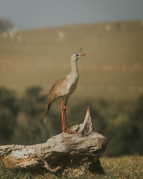 Red-legged Seriema on Tree Trunk