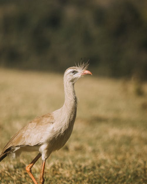 Gratis arkivbilde med åker, crested cariama, dyrefotografering