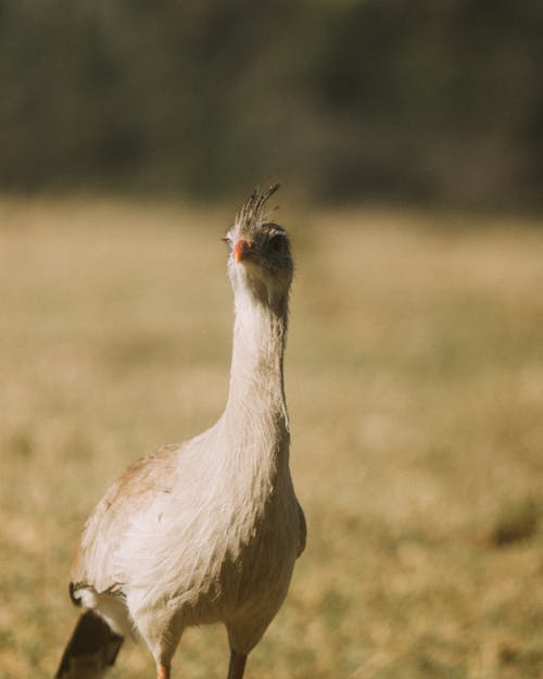 Close up of Red-legged Seriema