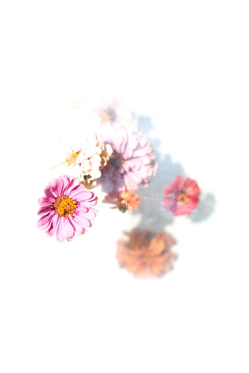 Blooming Flowers on White Background