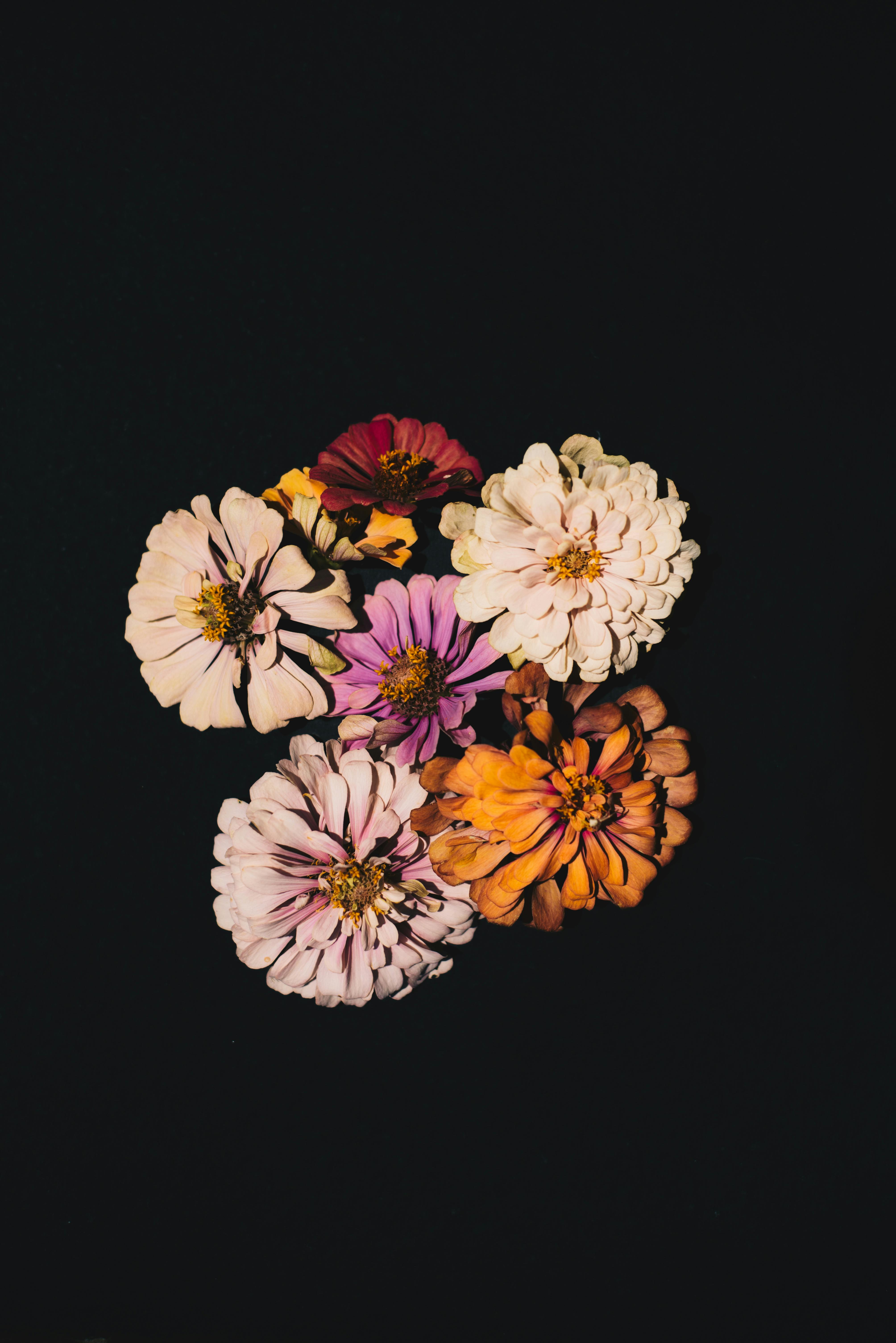 Vibrant zinnia flowers arranged against a dark backdrop, offering copy space.