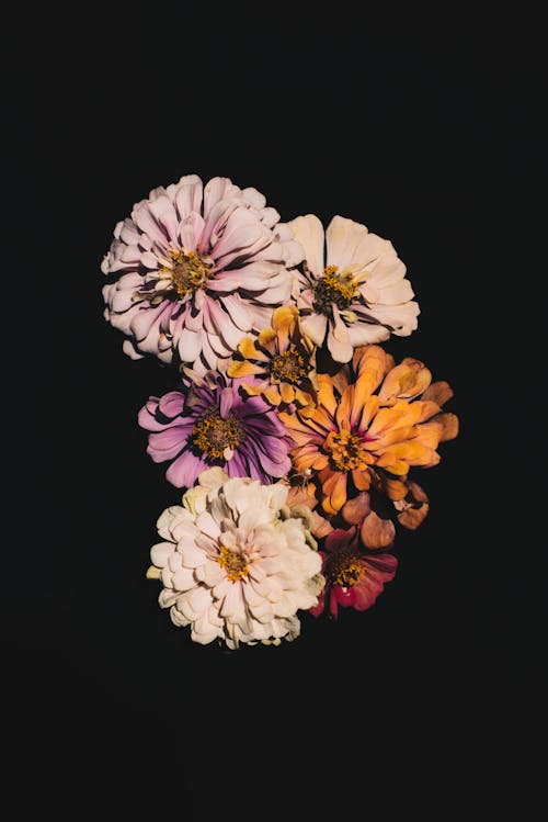 View of a Bunch of Different Colored Zinnias on Black Background 