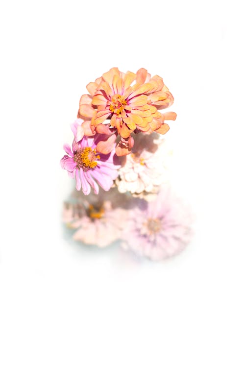 Colorful Gerbera Flowers in a Studio 