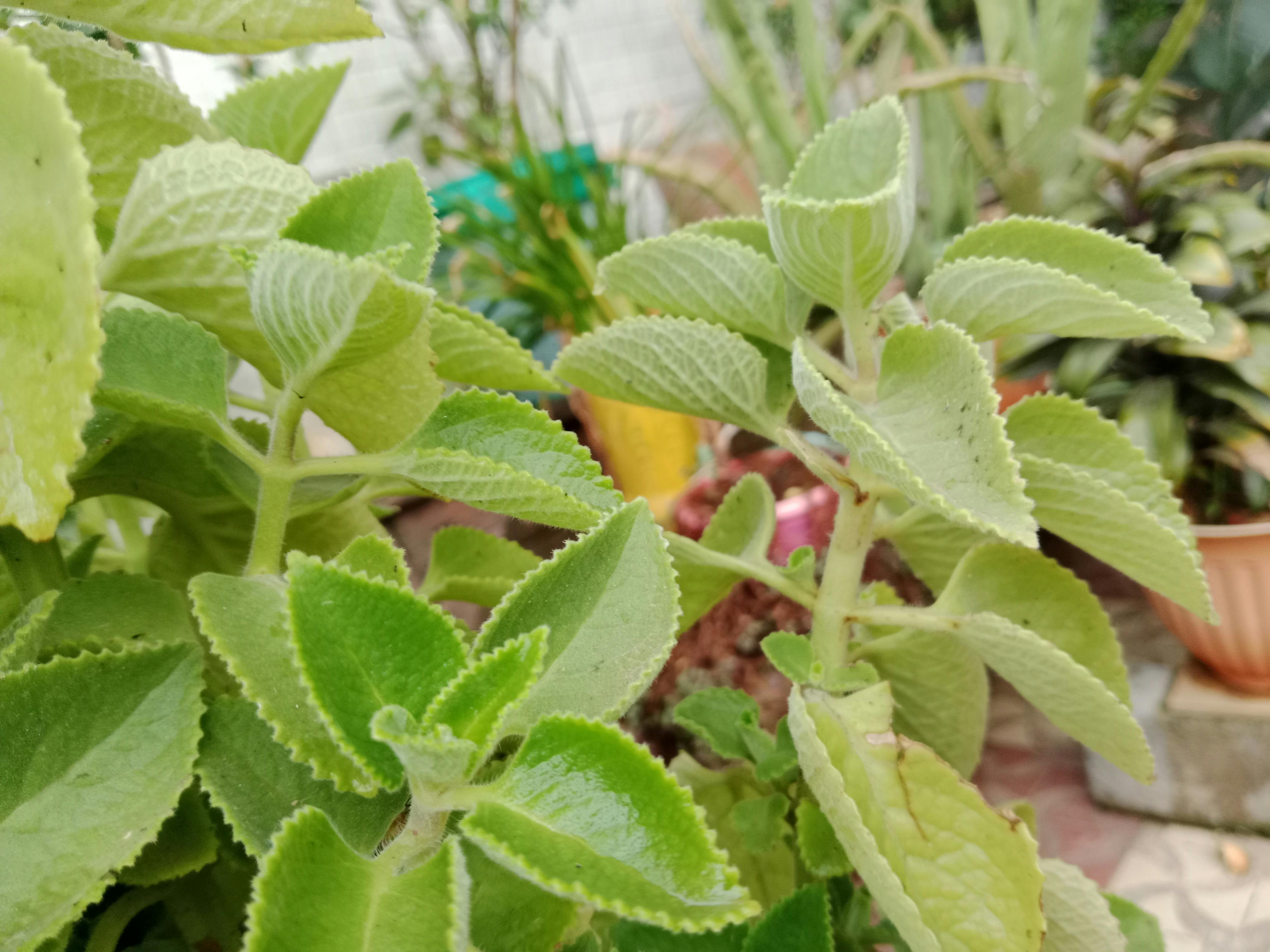 Garba Dance Celebration