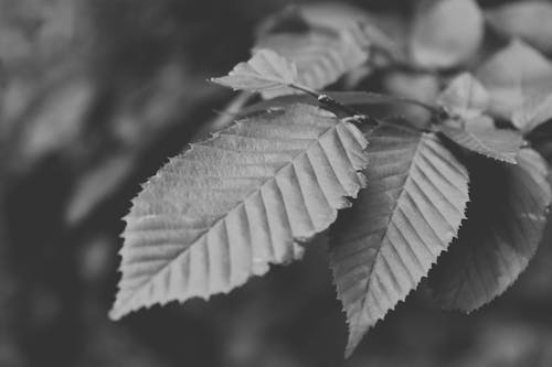 Leaves on a Branch in Black and White 