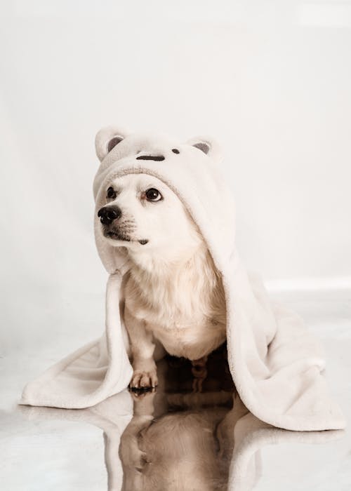 Studio Shot of a Small White Dog Covered with a Blanket 