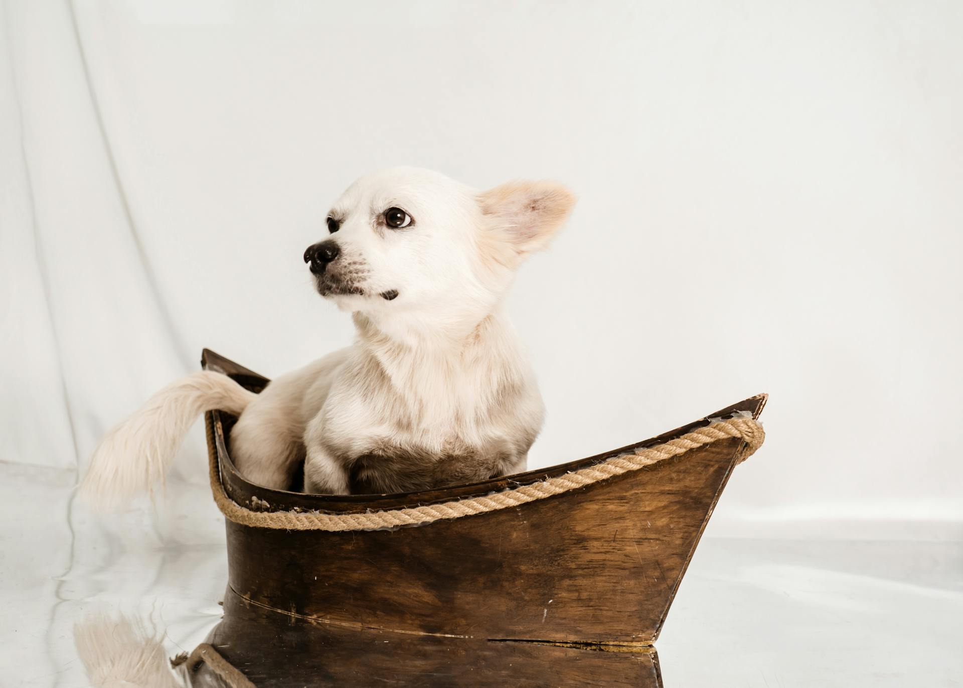 Studio Shot of a Small Dog Sitting in a Tiny Boat