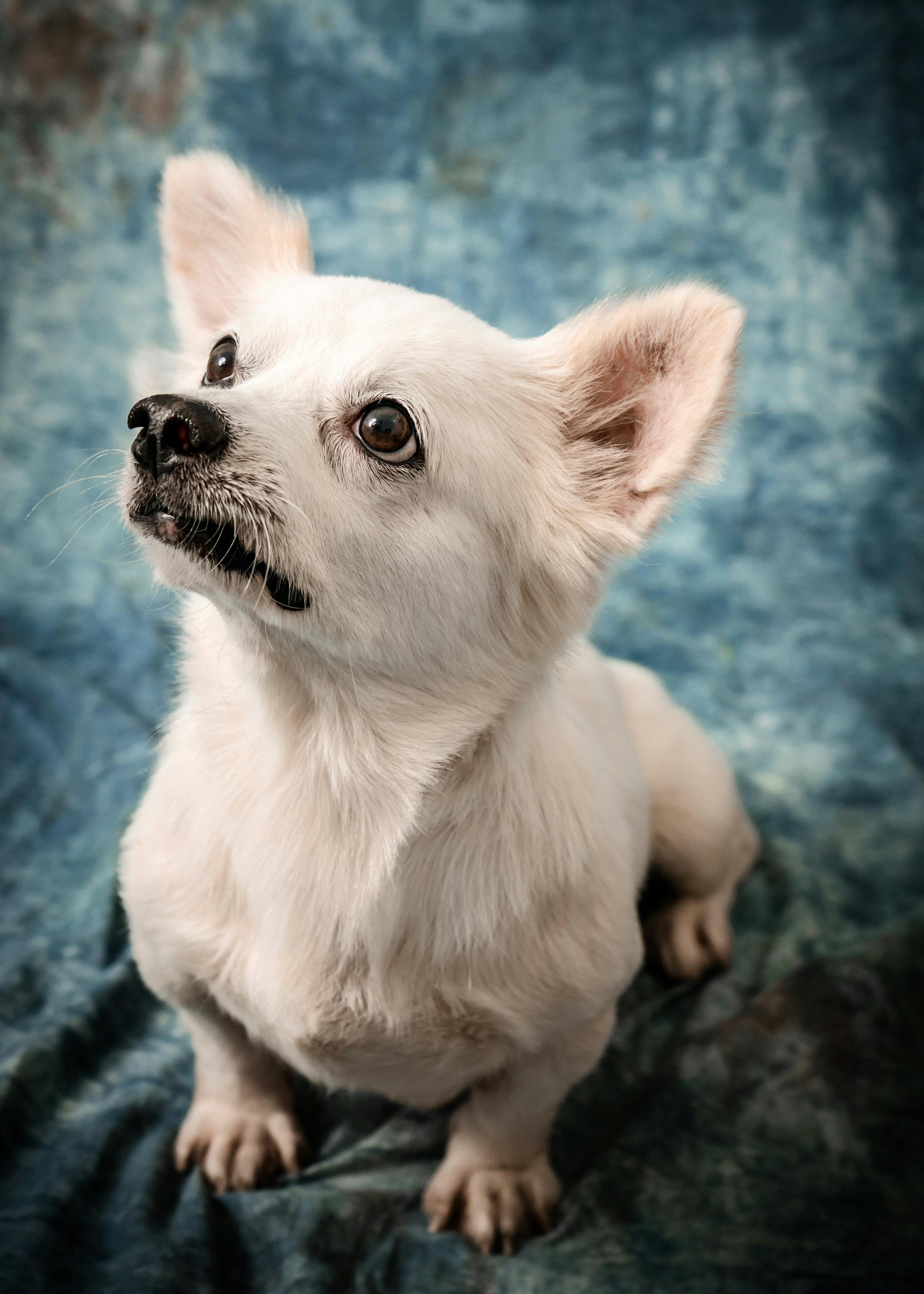 white chihuahua looking up