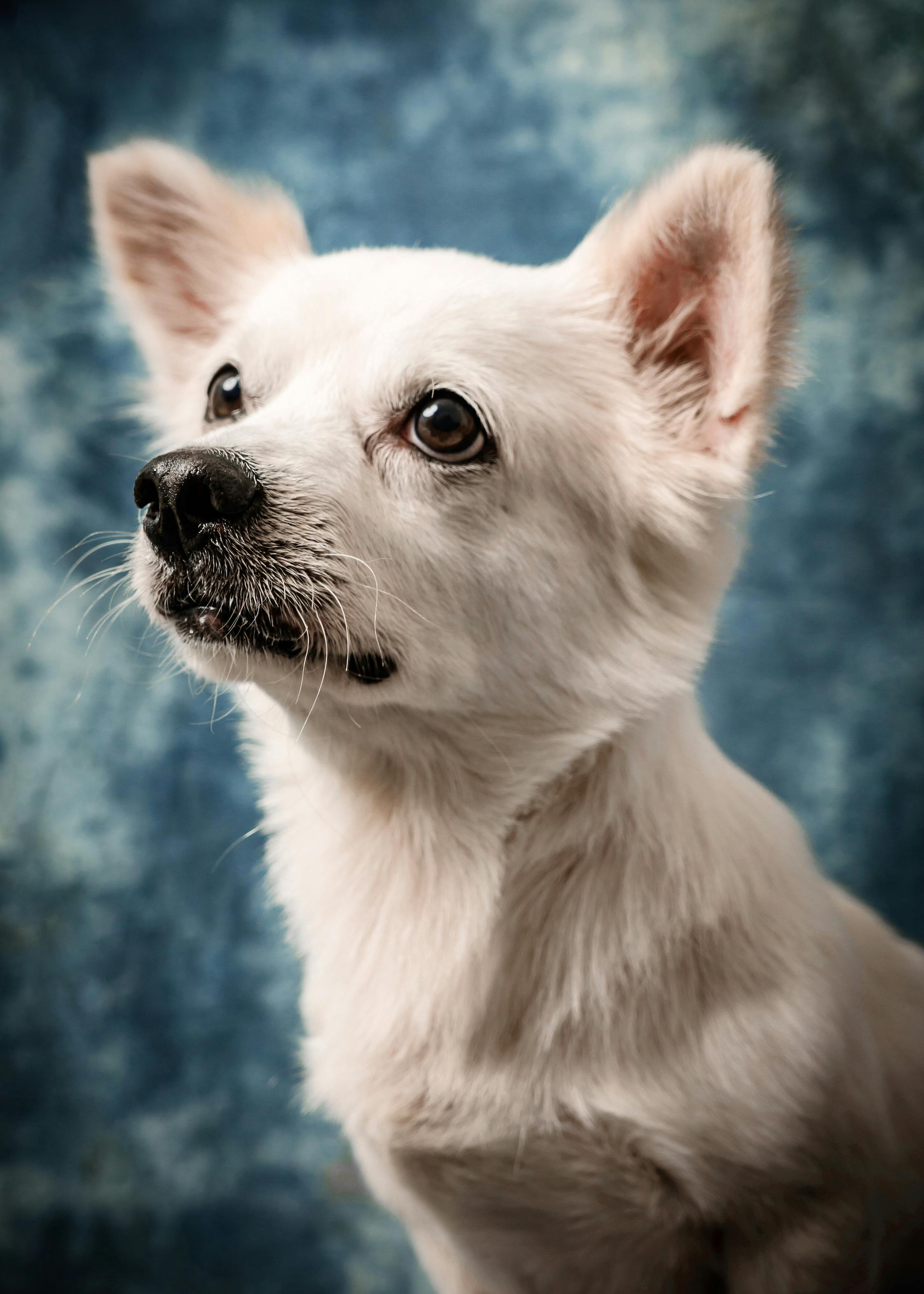 portrait of a small white dog on blue background