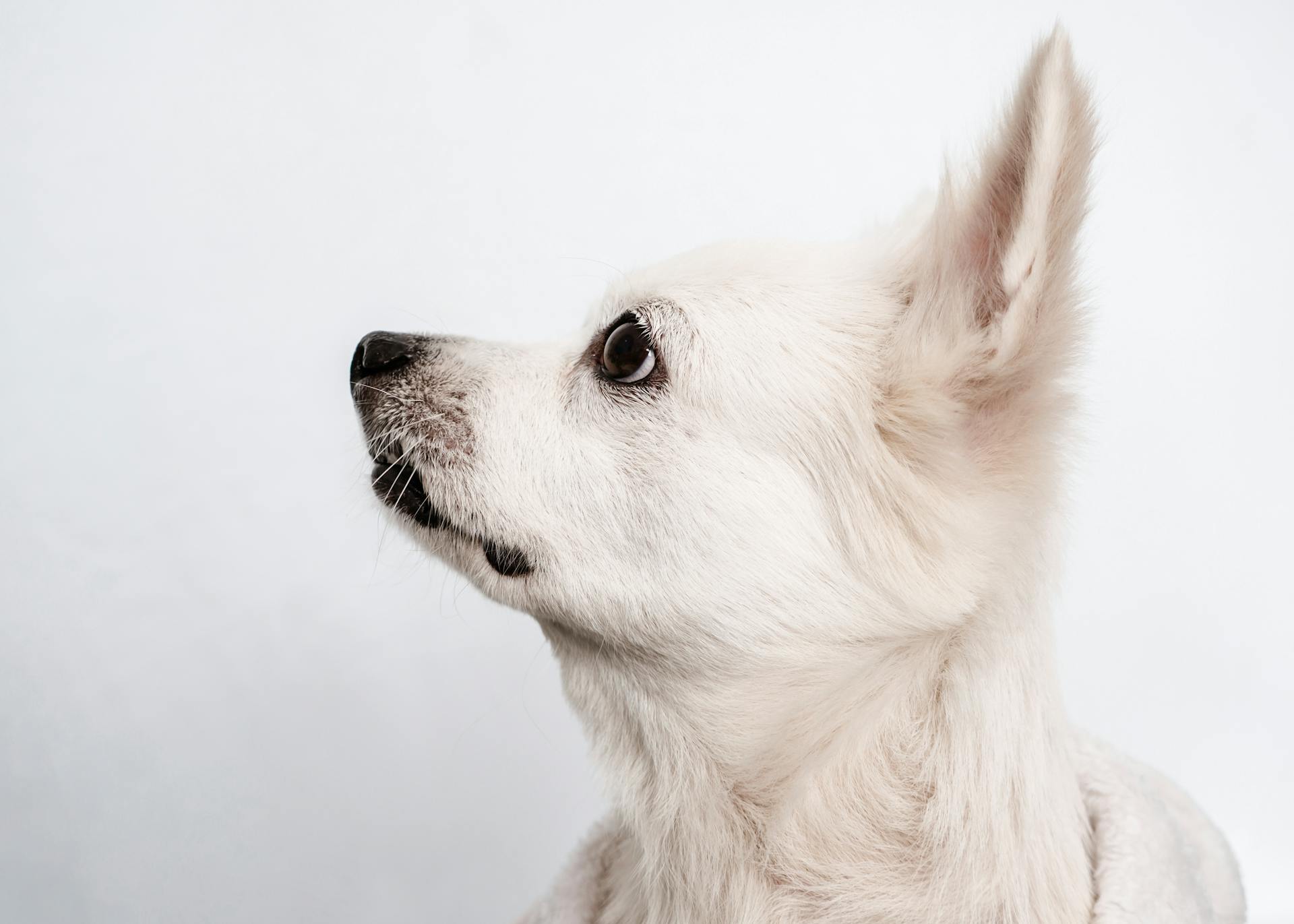 Studio Shot of a Small White Dog