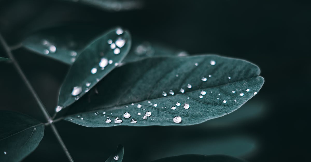 The Static Bloom 1 image text