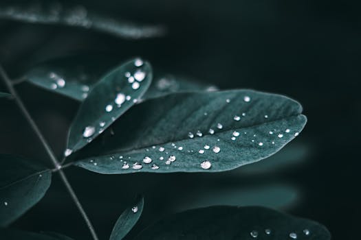 Close-up of leaves with water droplets, capturing a fresh and natural ambiance.