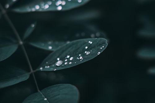 Free A serene close-up capture of green leaves adorned with fresh dew drops, creating a moody nature scene. Stock Photo