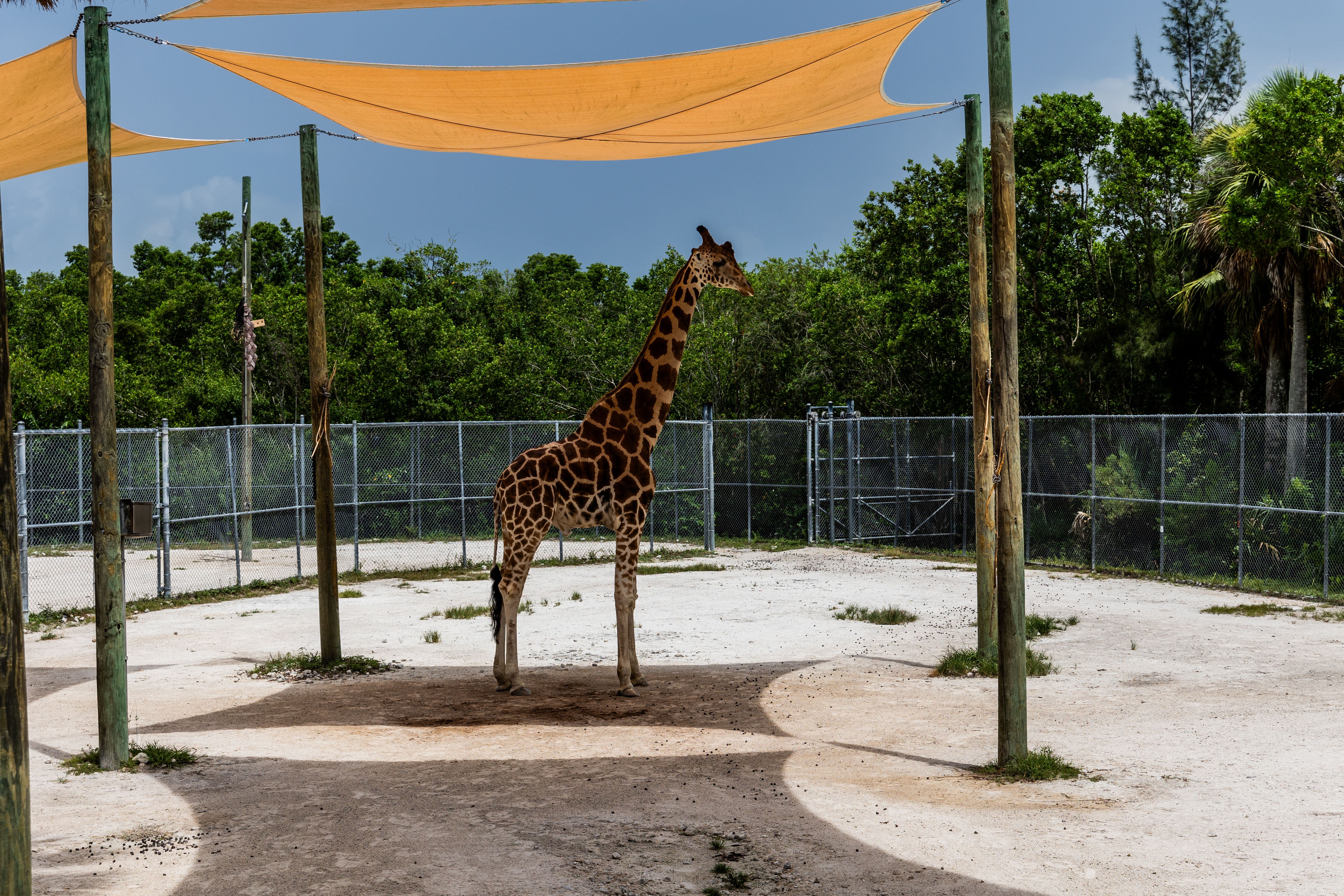 Zoo di Berlino: biglietti, orari e consigli per organizzare la visita