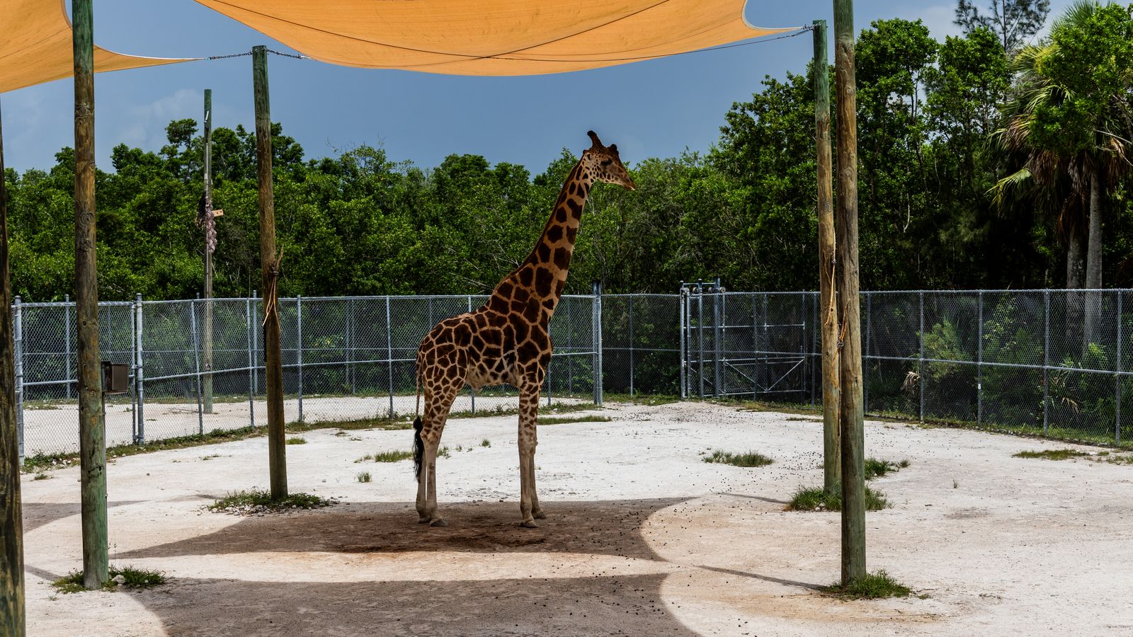 Zoo di Berlino: biglietti, orari e consigli per organizzare la visita