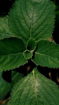 Detailed close-up of vibrant, textured plant leaves, highlighting nature's organic beauty.