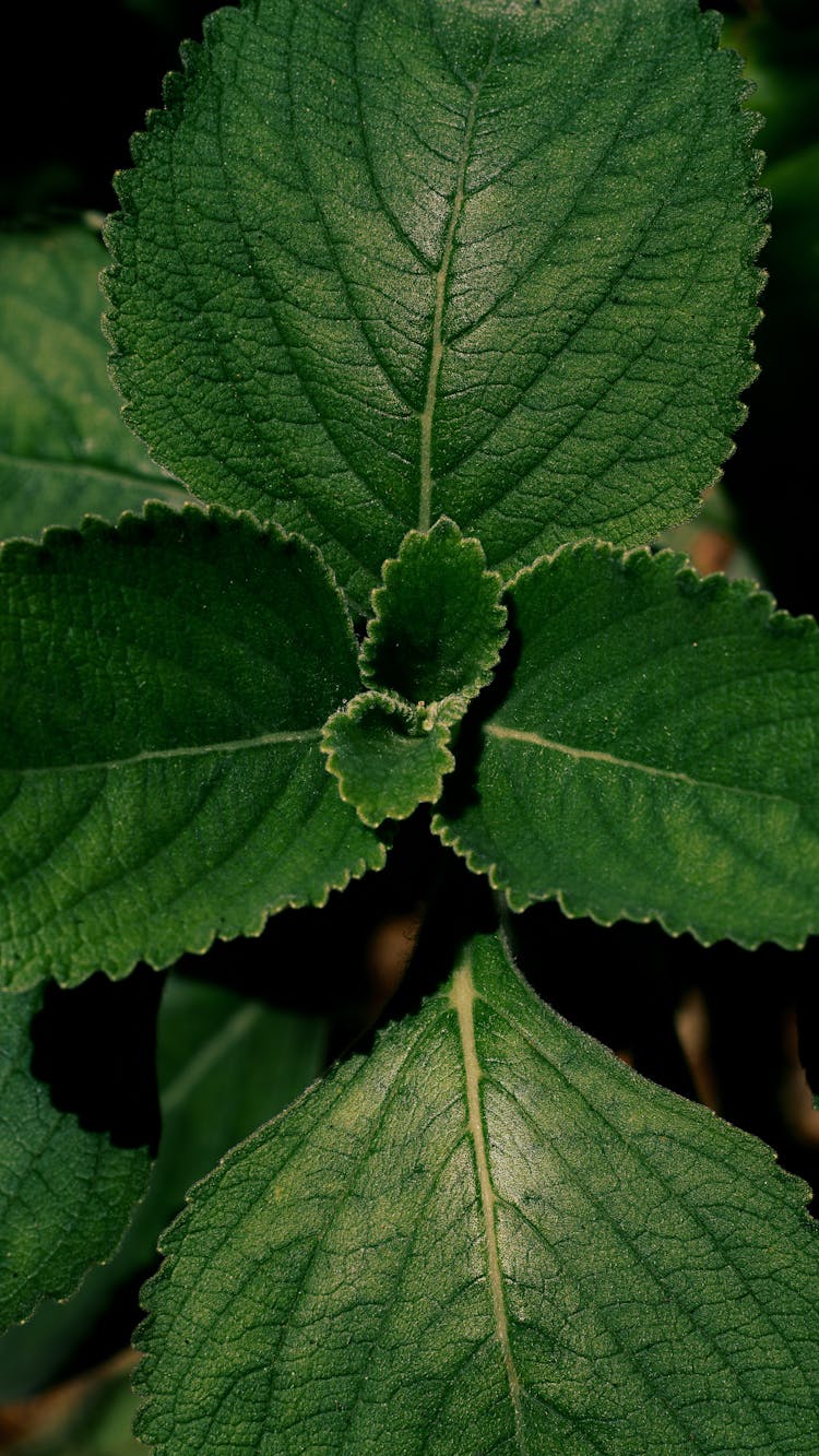 Plant With Big Leaves