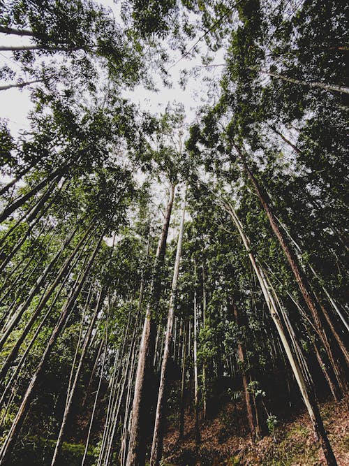 Foto profissional grátis de 360, árvores de outono, beleza na natureza