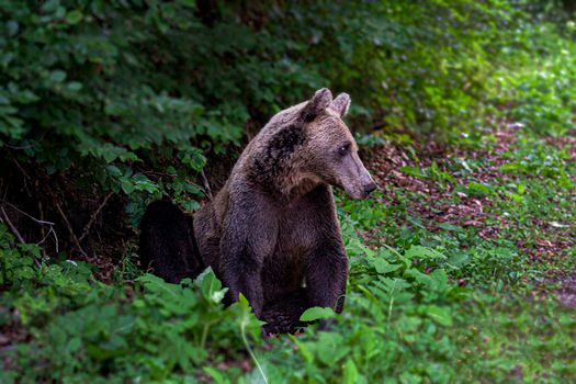 A stunning brown bear sitting amidst dense green foliage, showcasing wildlife in its natural habitat.