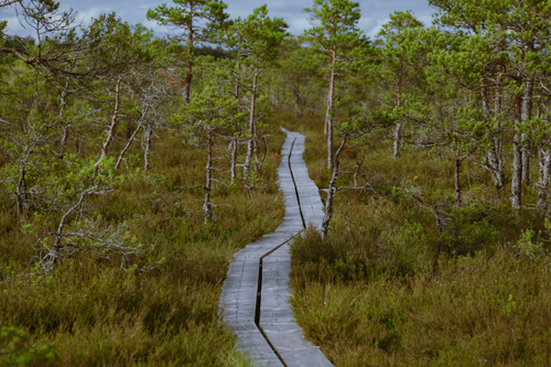 Free A peaceful wooden path meandering through a lush green forest landscape. Stock Photo
