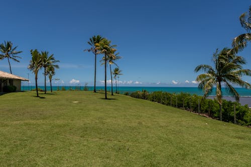 Fotobanka s bezplatnými fotkami na tému kokosová palma, pláž, trávnatá plocha