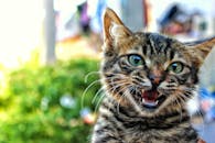 特写镜头中，一只眼睛明亮的斑猫发出叫声，背景是模糊的户外