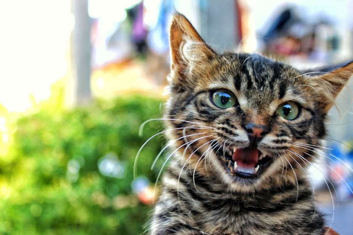 Free Close-up Photo of Tabby Kitten  Stock Photo