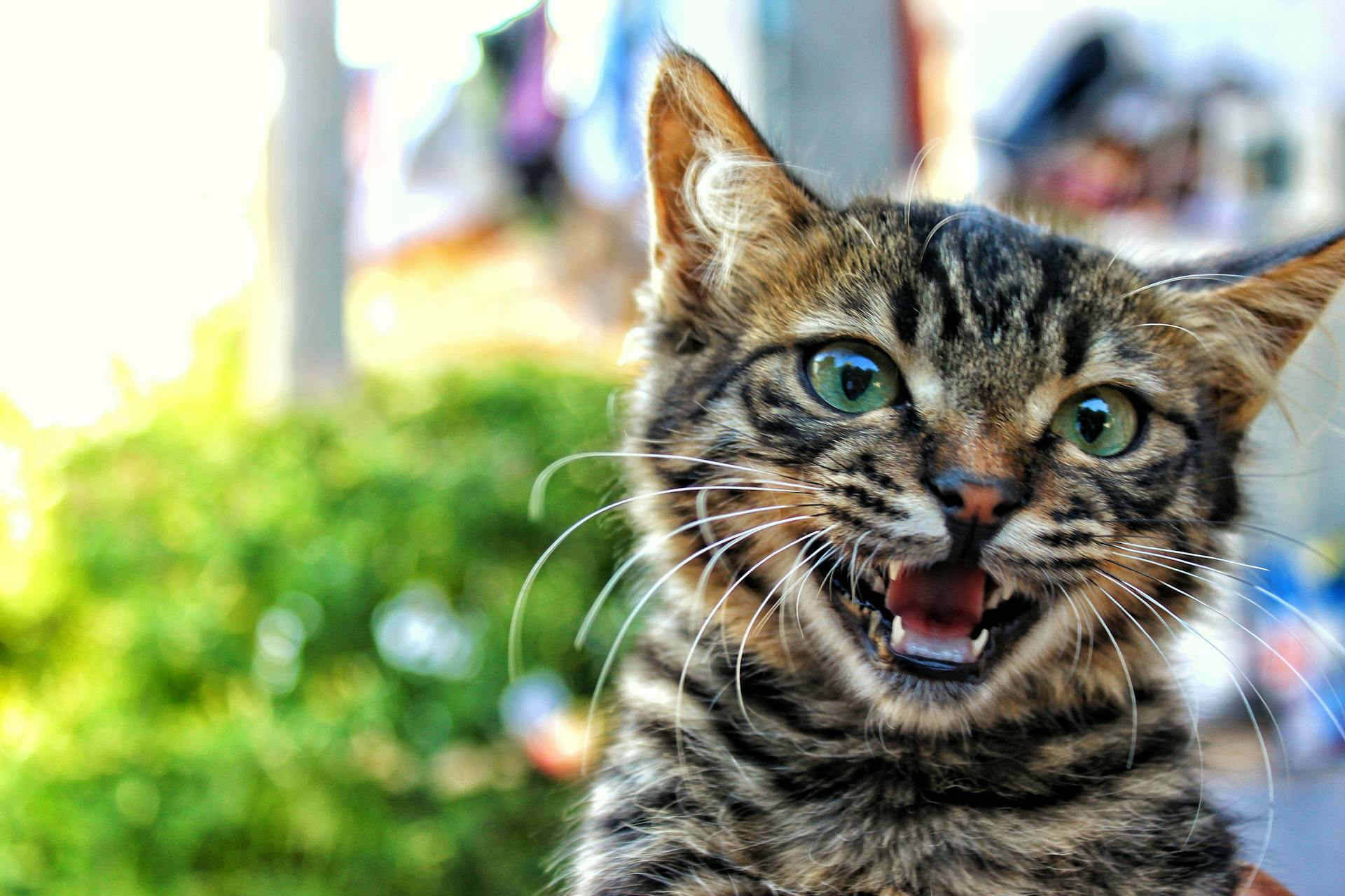 Close-up foto van Tabby Kitten