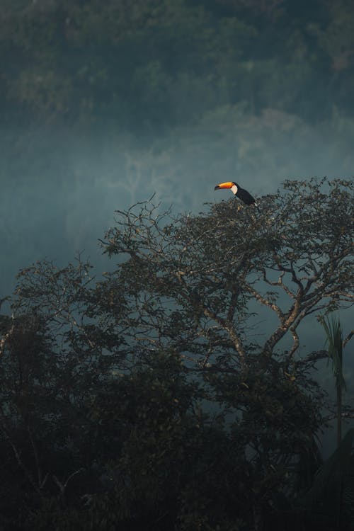 Toucan on Tree