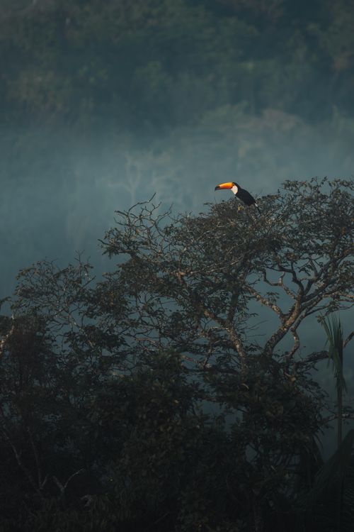 Free A vibrant toucan sits atop a tree in a misty forest, showcasing wildlife beauty. Stock Photo