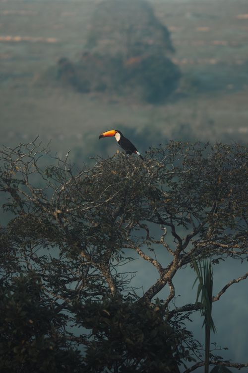 Free Elegant toucan perched on a tree, framed by lush greenery and a misty backdrop. Stock Photo
