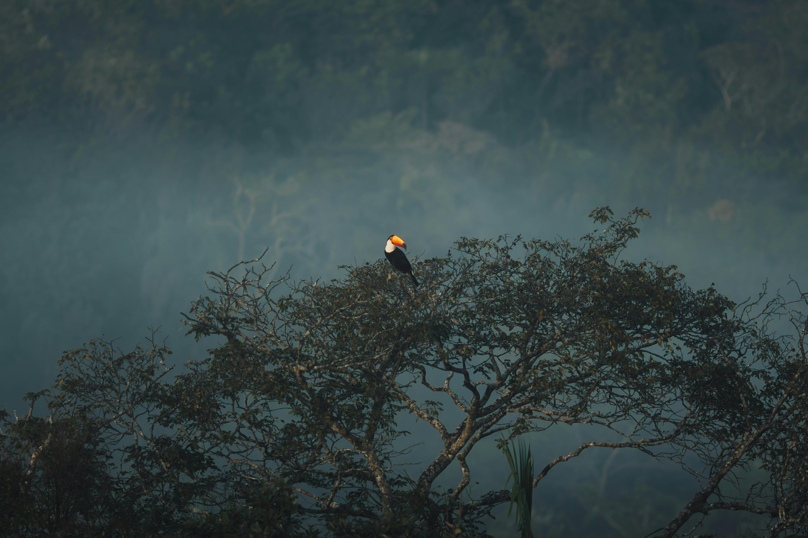 Toco Toucan Forest — Atlantic Forest Brazil