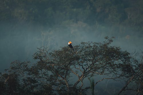Toucan Sitting on Top of a Tree in a Foggy Rainforest