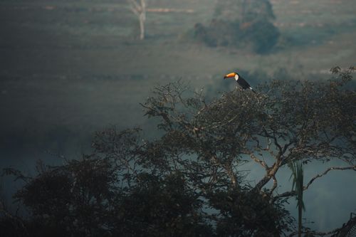 Free A vibrant toucan perched on a tree branch in a misty rural landscape, showcasing wildlife in nature. Stock Photo