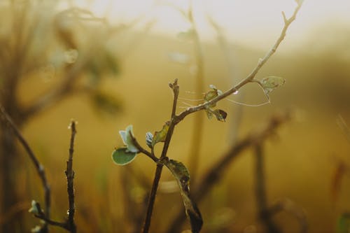 Gratis stockfoto met bladeren, fabriek, natuur