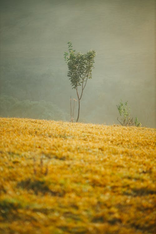 Photos gratuites de arbre, champ, herbe