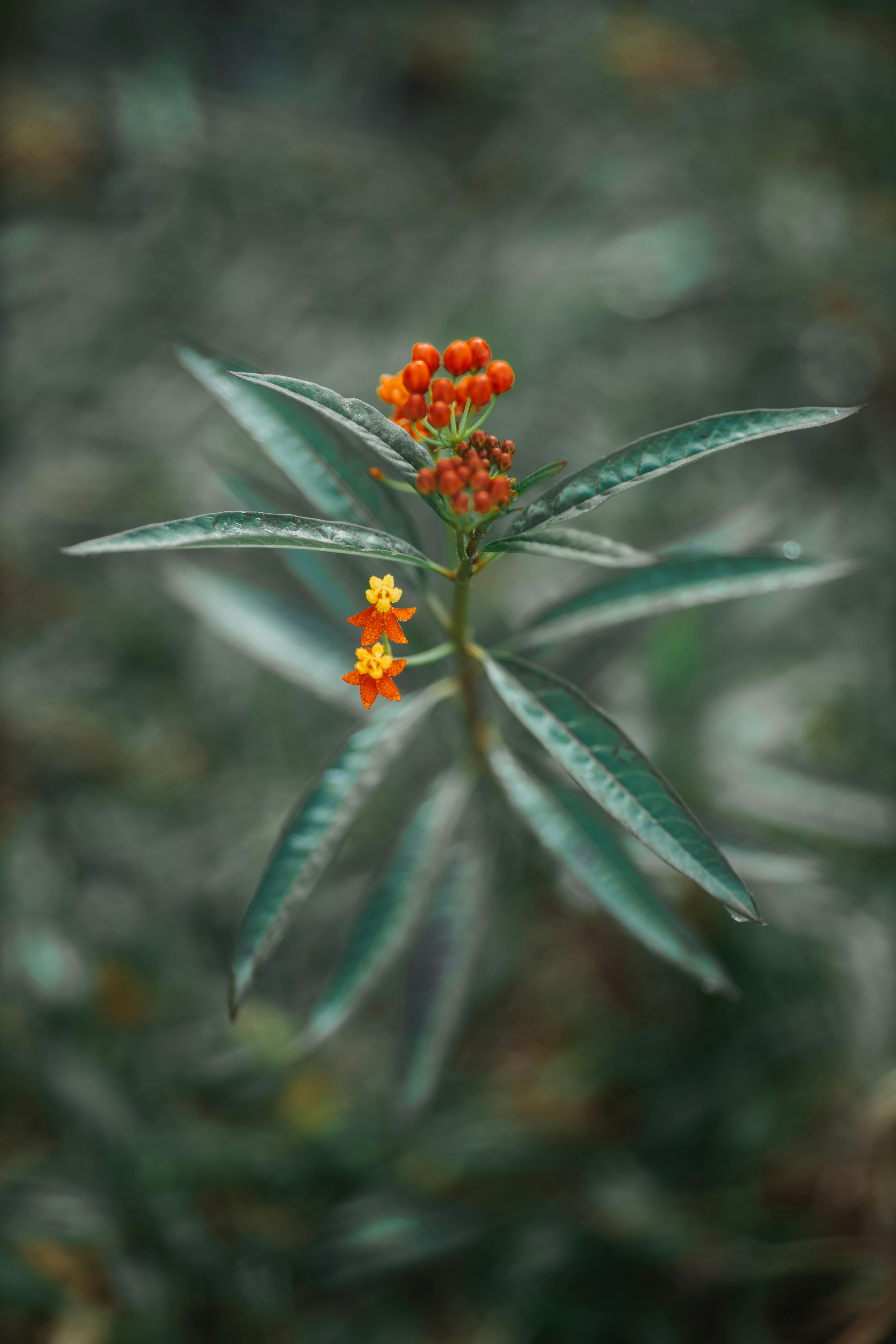 Milkweed Photos, Download The BEST Free Milkweed Stock Photos & HD Images