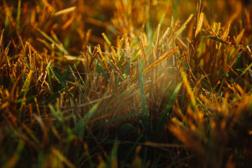 Fotos de stock gratuitas de amanecer, campo de heno, cortar el césped