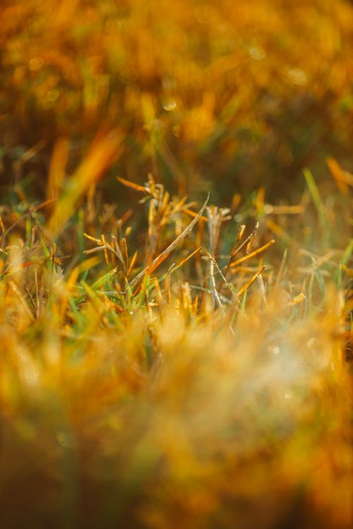 Free Close-up of sunlit grass stalks with a warm, golden morning glow. Stock Photo