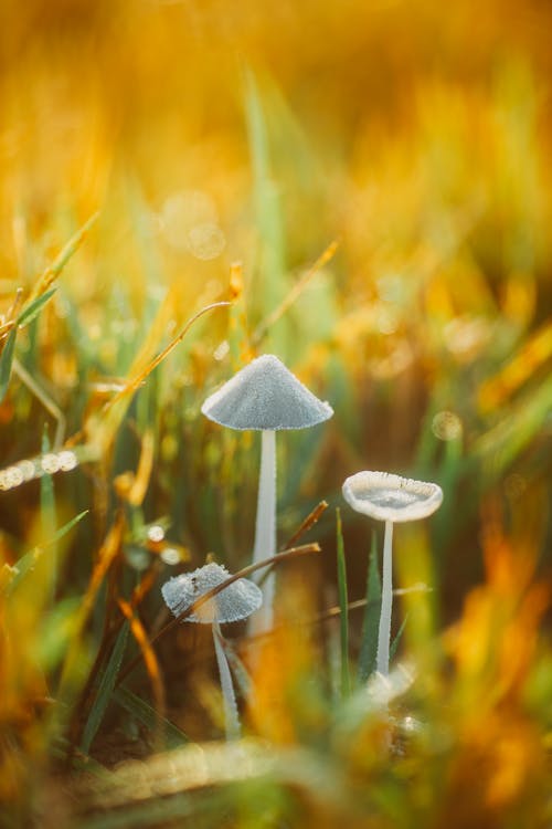 Close-Up of Small Gray Mushrooms Growing Outdoors