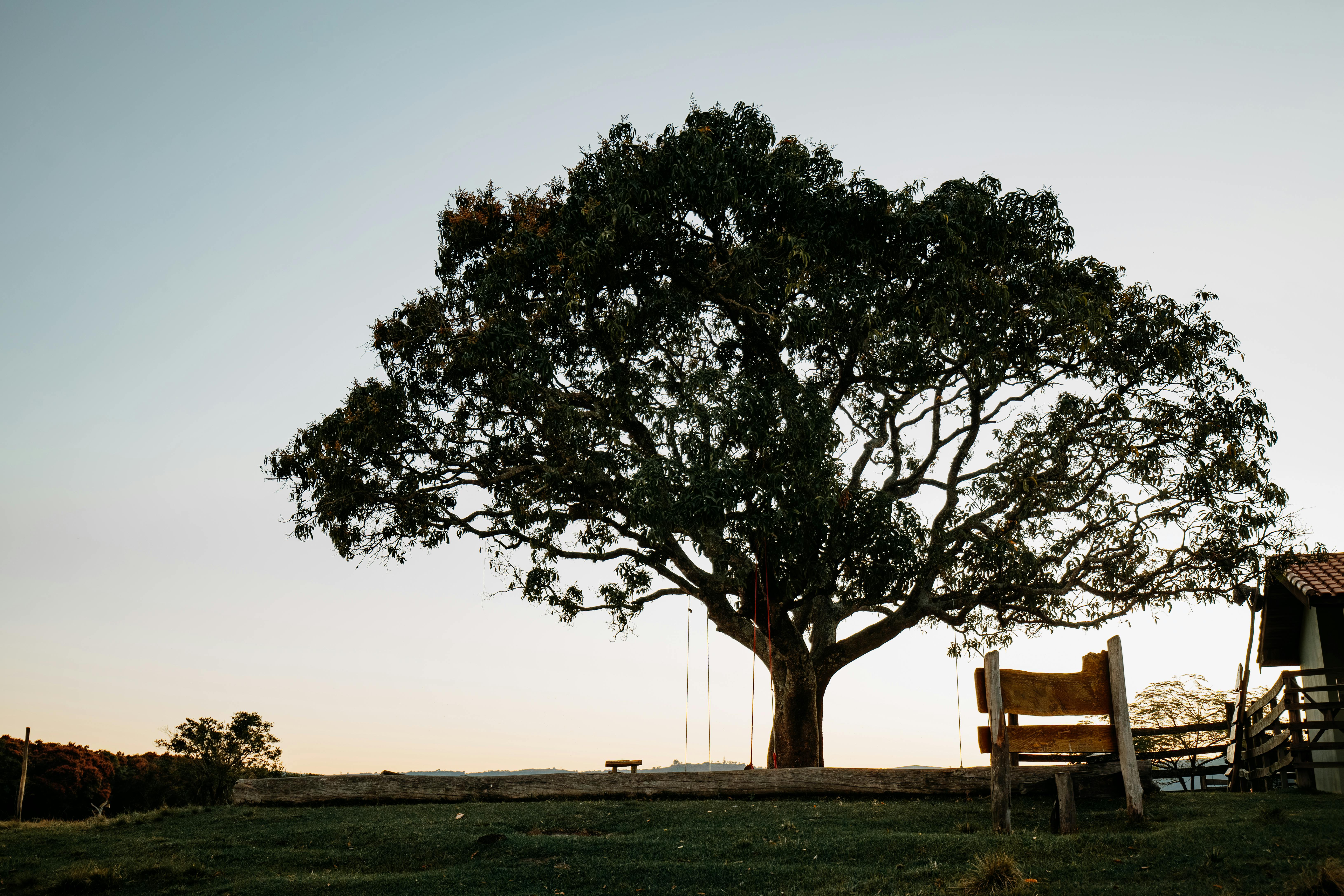 Photos gratuites de amérique du sud, arbre, balançoire