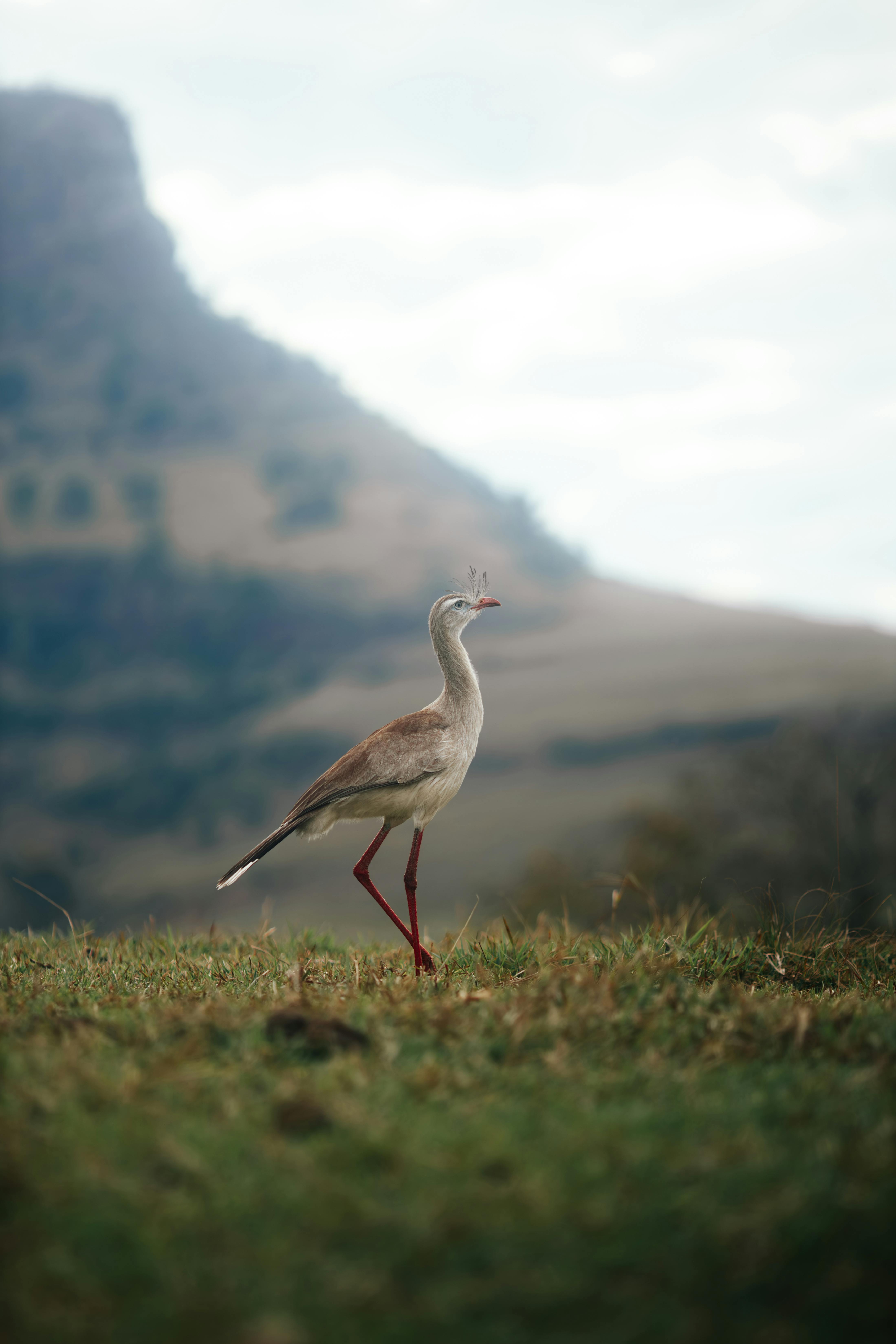 bird removal Altadena